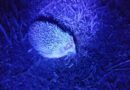Egels onderzoeken met UV-licht tijdens veldonderzoek