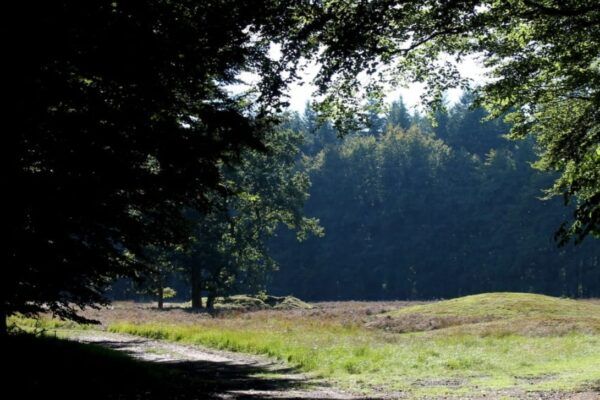 Stichting Heidehof trotse partner van ‘Bos Natuurlijk’